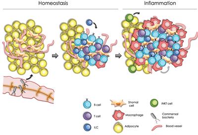 Fat-Associated Lymphoid Clusters in Inflammation and Immunity